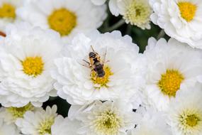 Bee on white blooms in garden