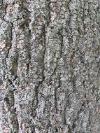 Bark Tree