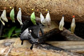 Track Butterflies Metamorphosis