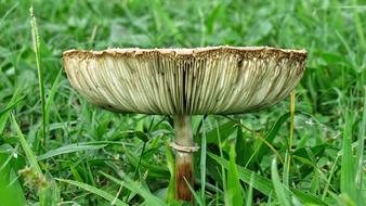 Mushroom Grass Nature
