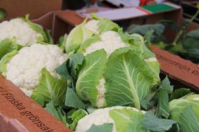 cauliflower at the market