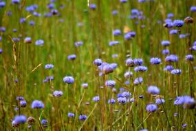 Flower Meadow Nature