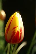 Tulip Nature Flower
