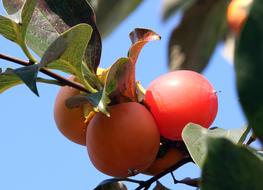 Persimmon Fruit Autumn