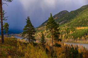 Autumn Forest Colour