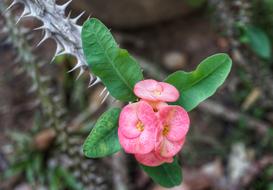 Euphorbia Milii Crown Of Thorns