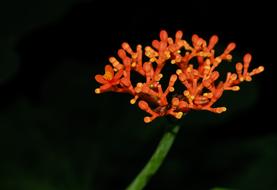 Hanuman Sitting Orange Flower