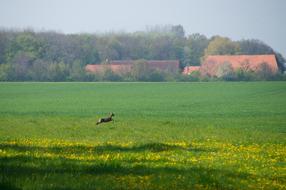 Field Roe Deer Escape