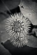 Thistle Plant Nature