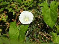 Bindweed White Blossom