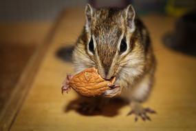 Mammalia Rodent Small