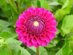 Dahlia Pink