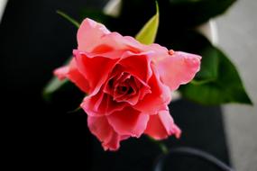 Rose Red Blossom