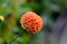 Dahlia Pompon Salmon Orange