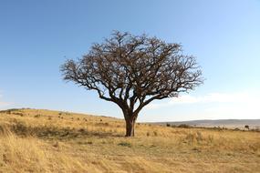 Tree Savannah Africa