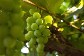 Grape Nature Fruit
