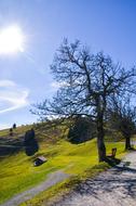 Hiking Mountain Meadow Tree