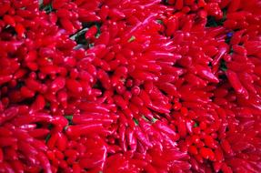 cooking red pepper
