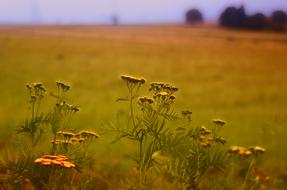 Grass Grassland Nature
