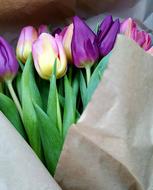 Flowers Natural Plant