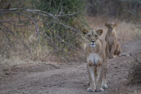 Animal World Nature Mammal