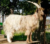 Goat Large Horns