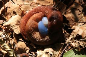 Animals Snails Reproduction