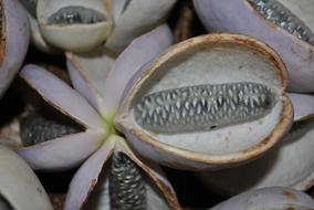 Akebia Plant Quinata