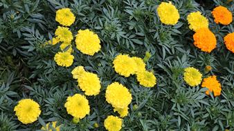 Nature Flower Summer