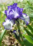 Blue Iris Flower