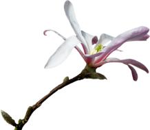 magnolia branch png clipping