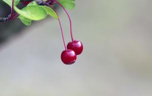Nature Leaf Fruit Flower