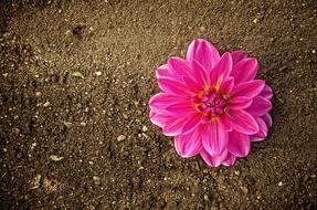 Flower Blossom Bloom