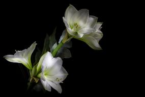 Light Painting Amaryllis Flower