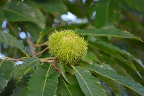 Bug Chestnut Shell Spicy