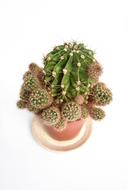 Succulent Cactus Cacti