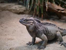Rhinoceros Iguana Reptile