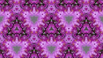 flower nature plant summer garden