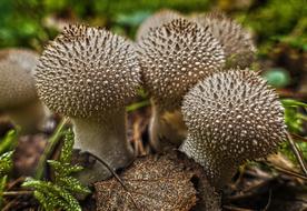 Mushroom Mushrooms Bottles