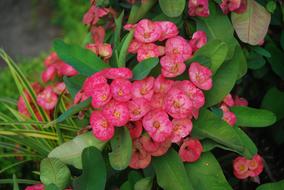 Flowers Plants Nature