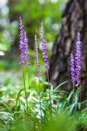 Liriope Flowers Nature