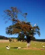 Tree Sheep Countr