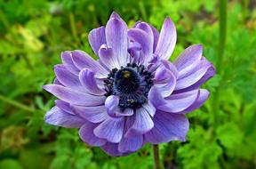 Flower Spring Nature