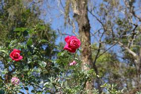 Leash Chiang Mai Thailand The