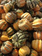 Pumpkin harvest in the fall