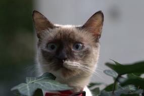 funny cat on the hunt