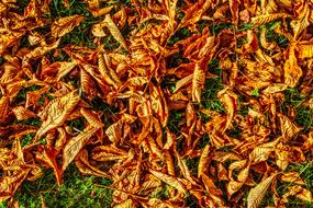 Leaves Fall Foliage Autumn