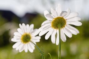 Flower Garden Blossom