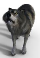 wolf predator pack animal attention