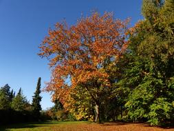 Autumn Away Early In The Morning